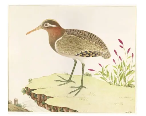 Painted Snipe