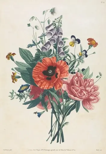 Collection of Flowers and Fruits Painted after Nature:  Bouquet of Foxglove, Clematis, Pansy, Peony, Poppy, and Yellow Day Lily