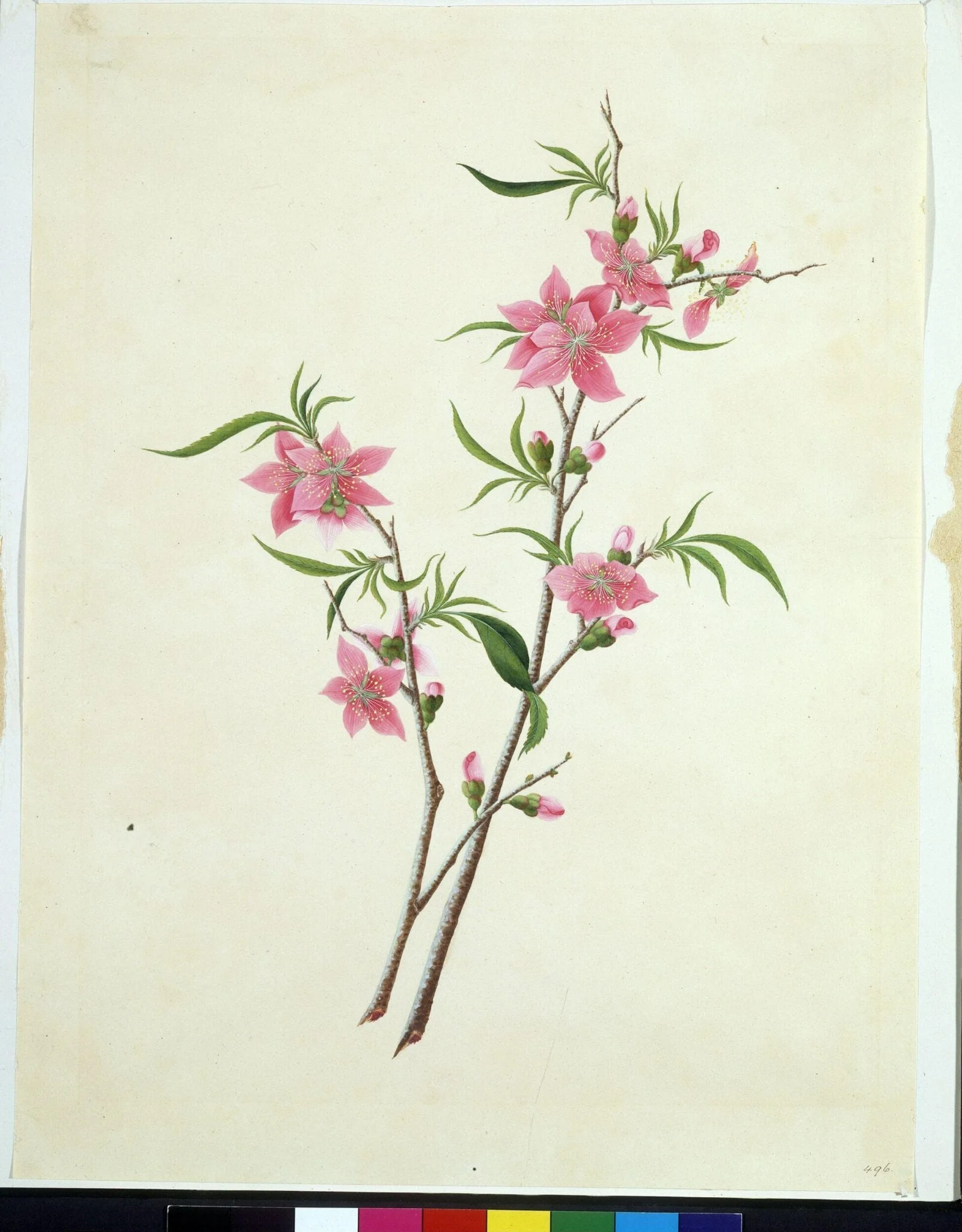 Flowering Peach