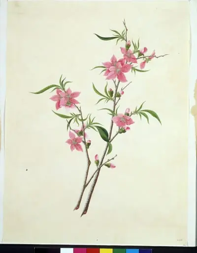 Flowering Peach