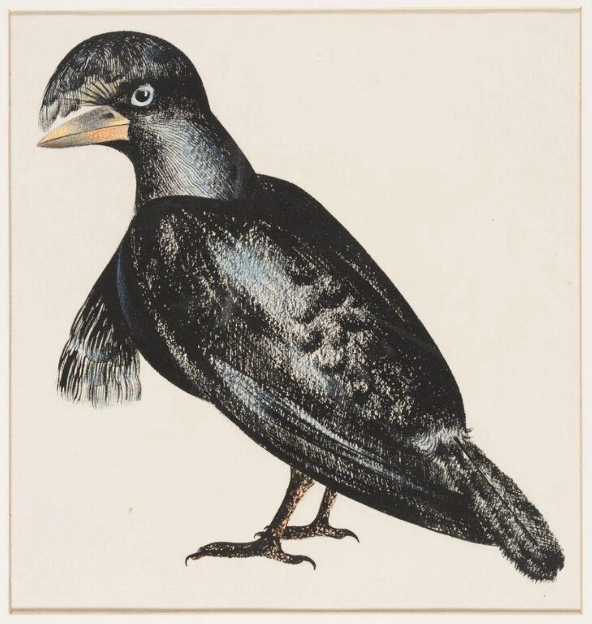 Umbrella bird