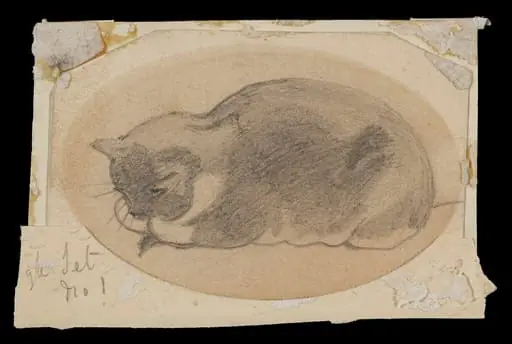 Study of a sleeping cat