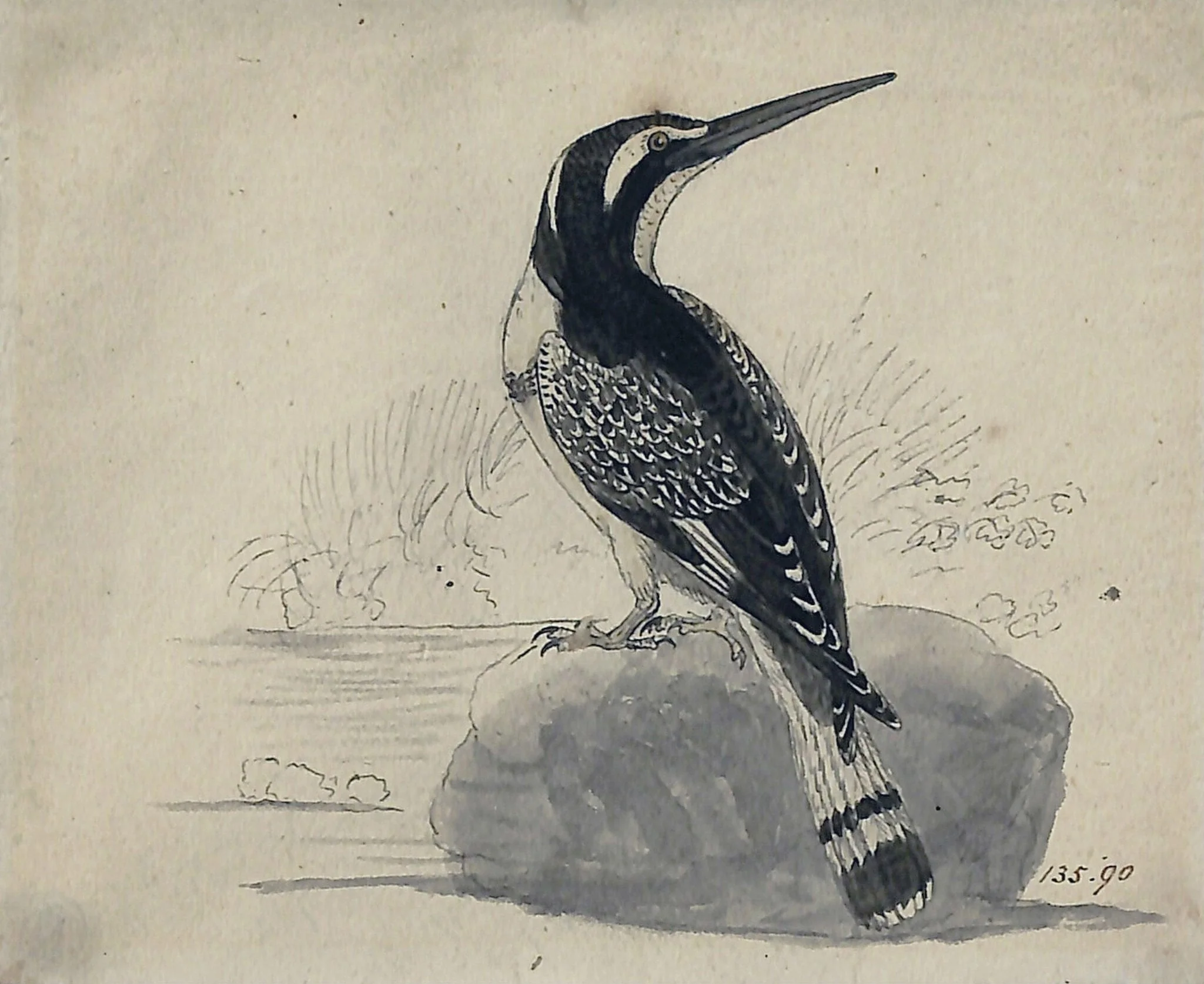 Black and white kingfisher, by Bewick, watercolor, 1773