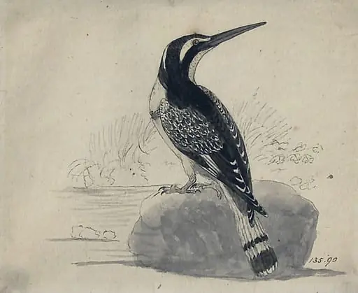 Black and white kingfisher