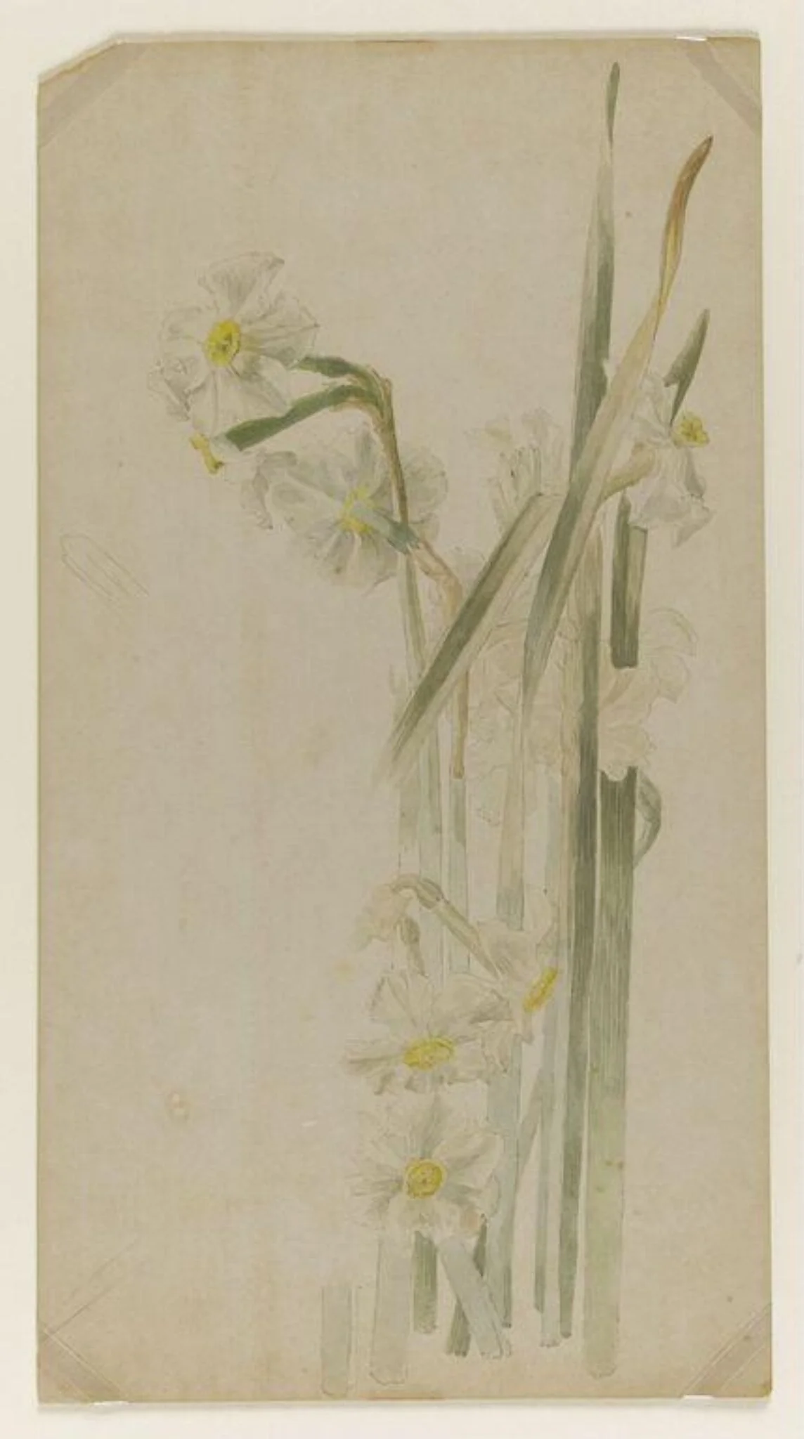 Group of narcissus flowers, by Beatrix Potter, watercolor, 1895