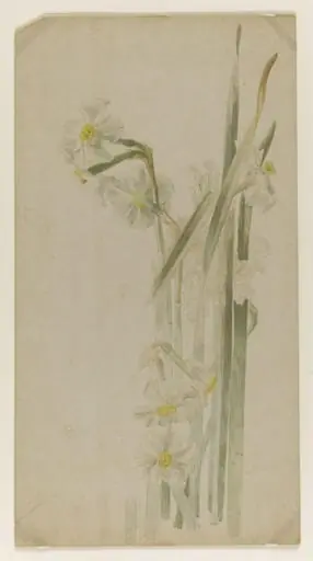 Group of narcissus flowers