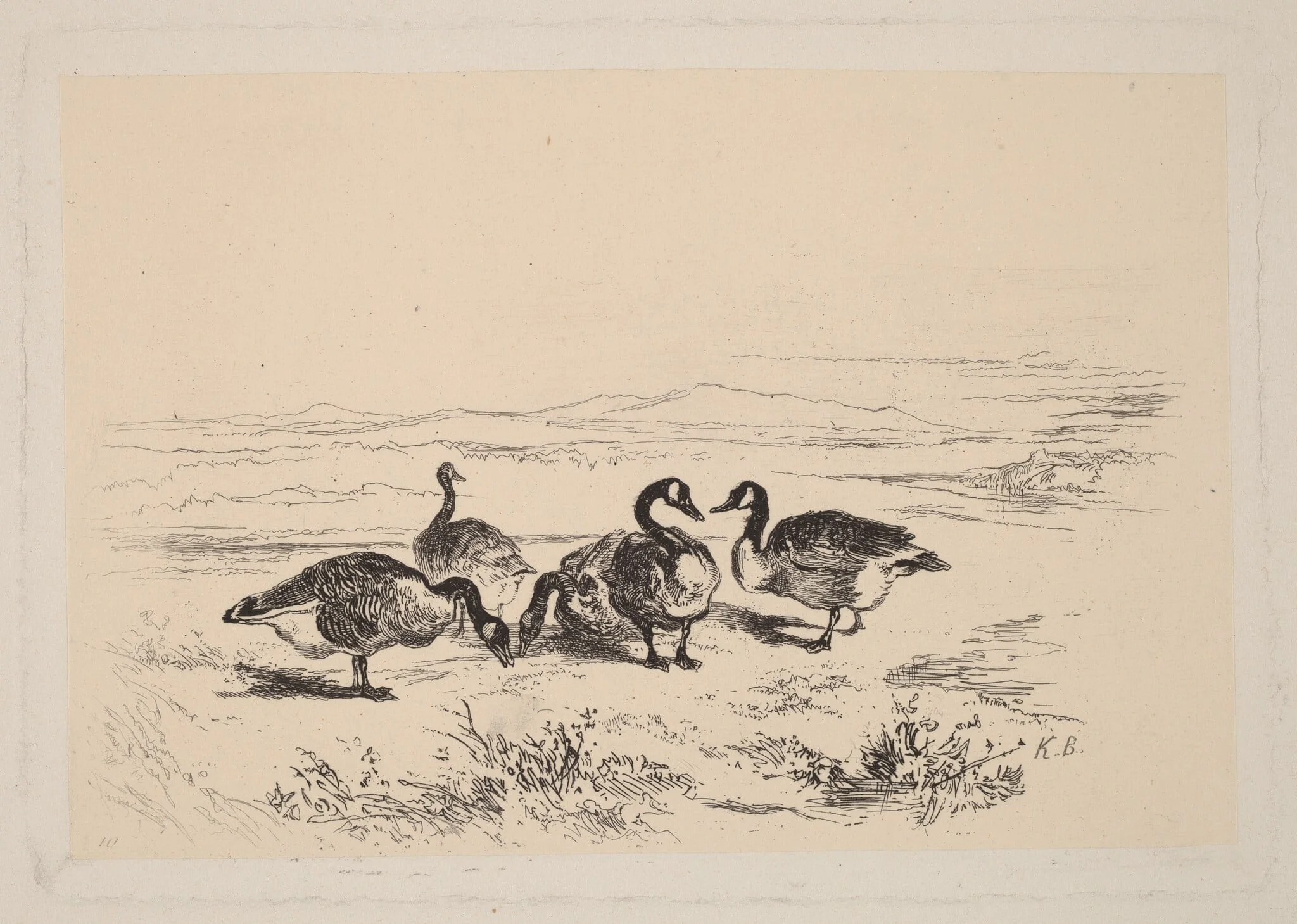 Oies bernacles, by Karl Bodmer, ink, 1851