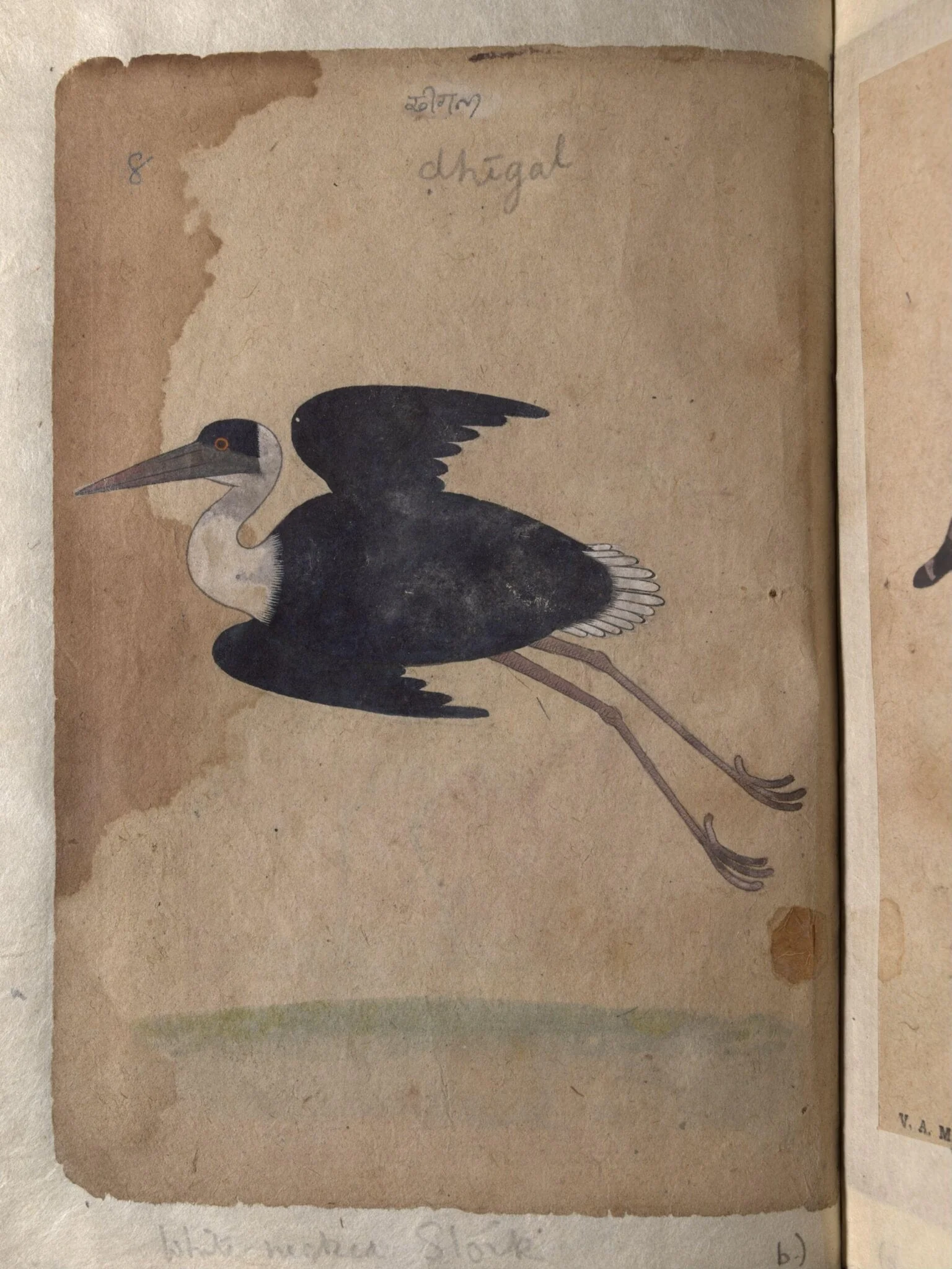 Depictions of a Demoiselle crane and a White-necked stork, of Northern India, by Unknown, paint, 1820