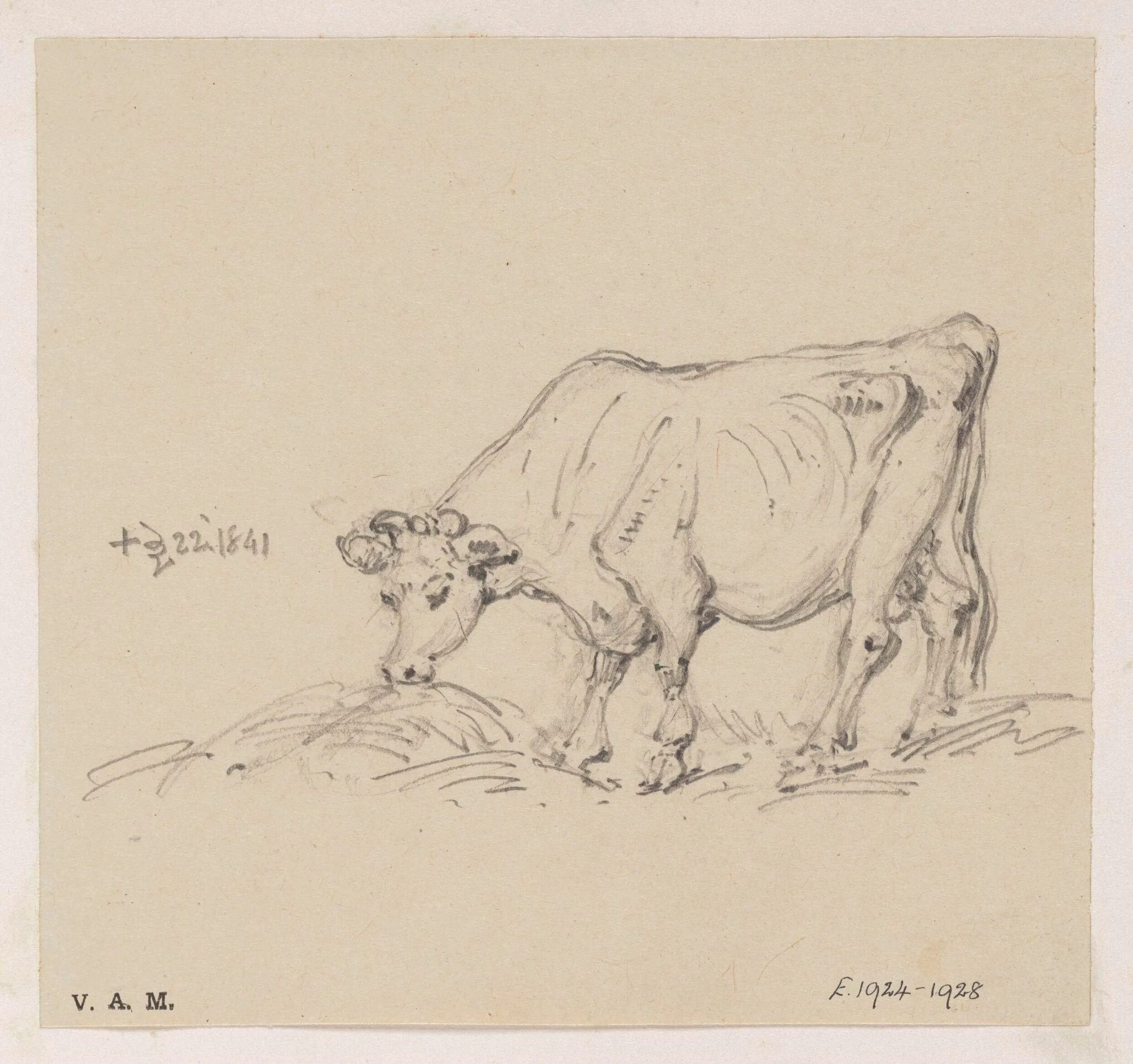 A feeding cow, by George Chinnery, 17