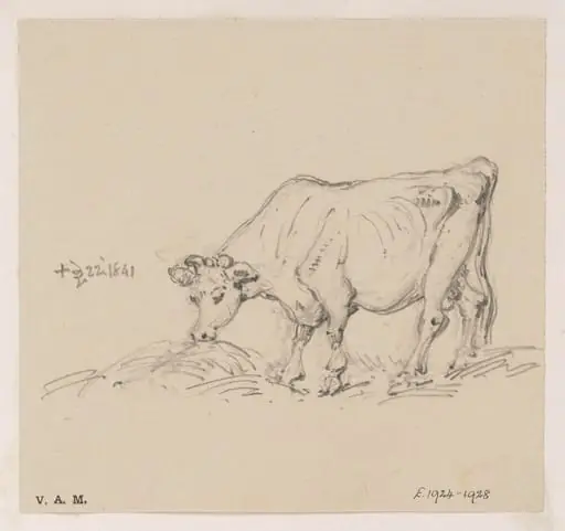 A feeding cow