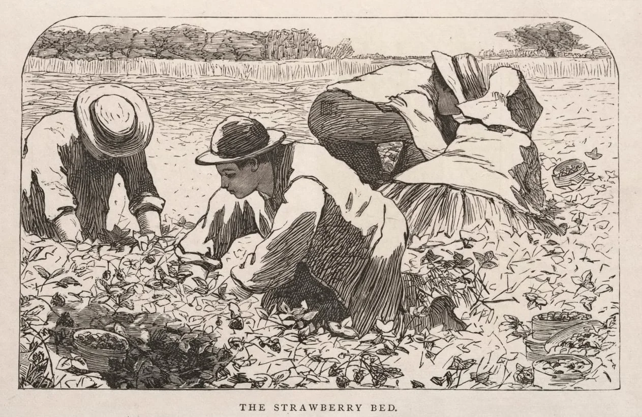 The Strawberry Bed, by Winslow Homer, 1868