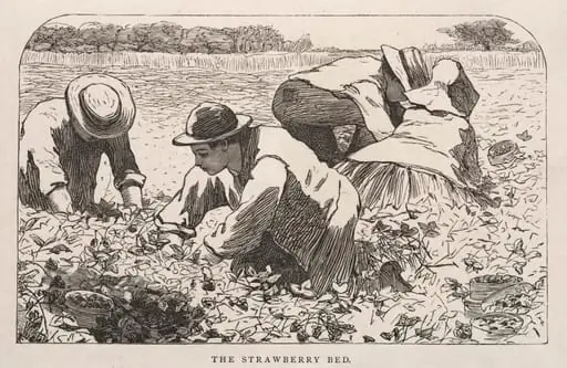 The Strawberry Bed
