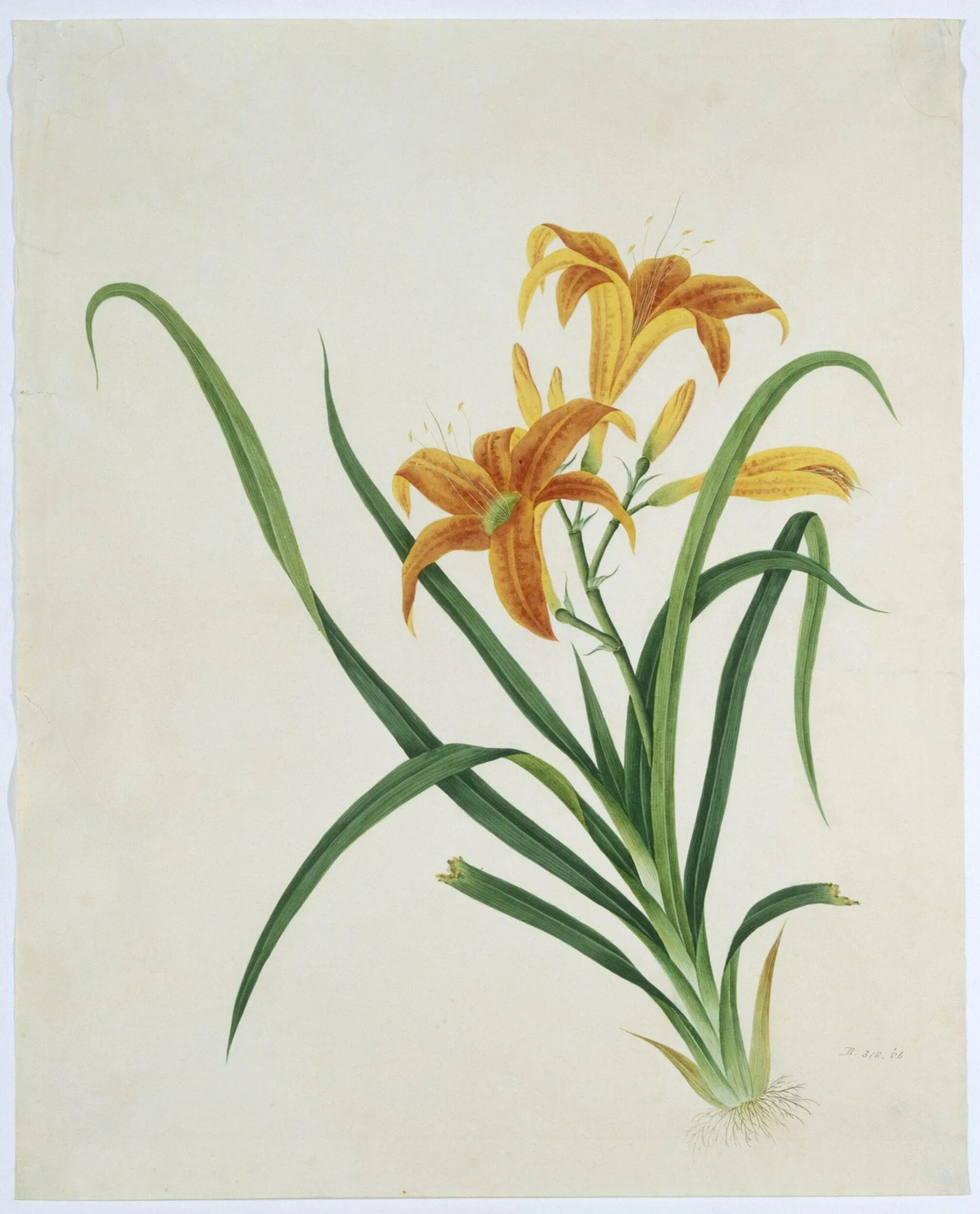 Orange Day Lily