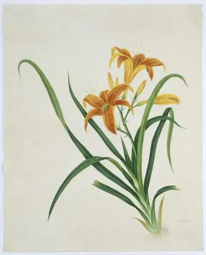 Orange Day Lily