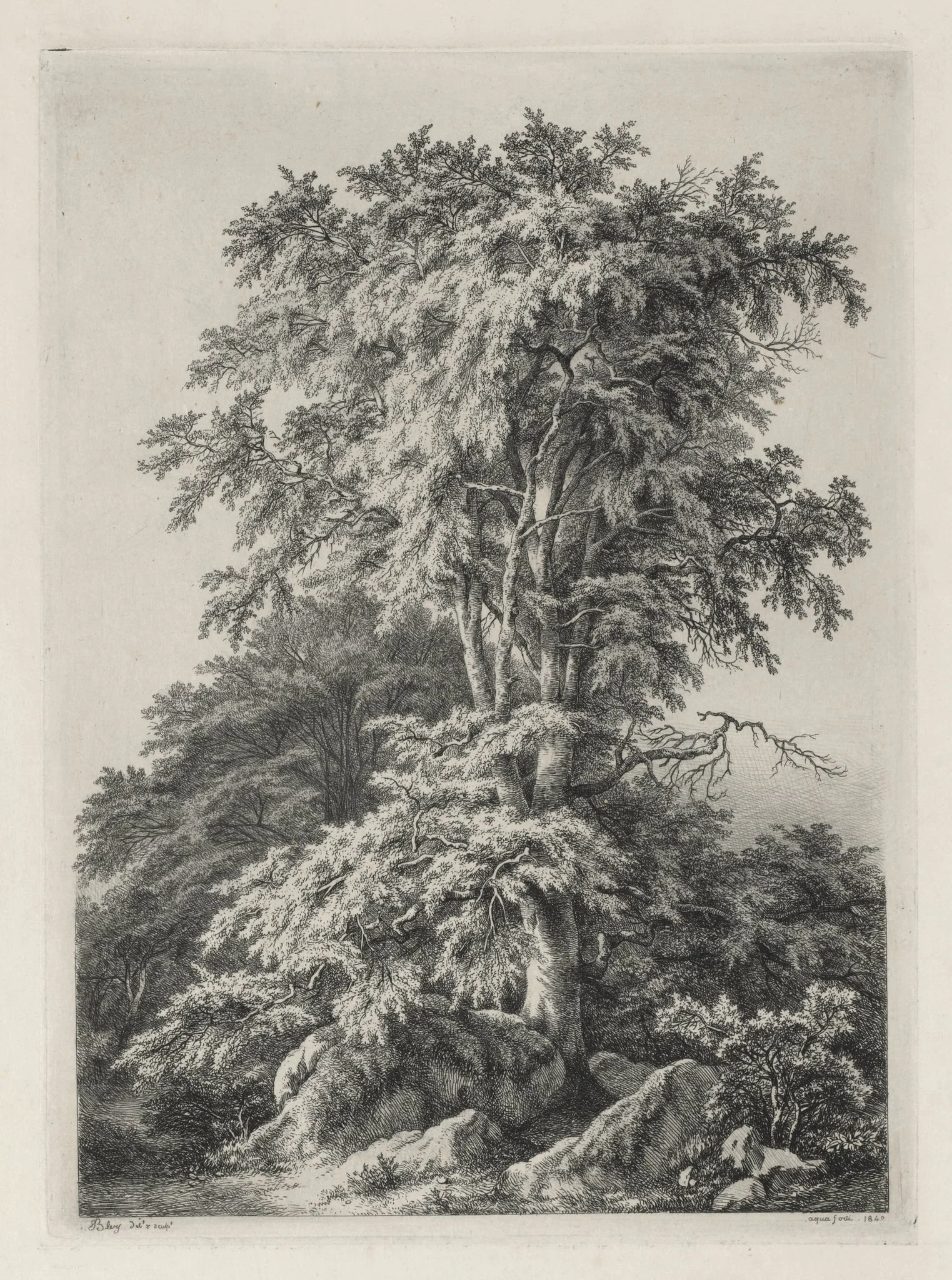 Studies Drawn and Engraved after Nature: The Beach, Fontainebleau (Études dessinées et Gravées D'après nature: Le hêtre, Fontainebleau), by Eugène Blery, 1840