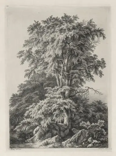 Studies Drawn and Engraved after Nature: The Beach, Fontainebleau (Études dessinées et Gravées D'après nature: Le hêtre, Fontainebleau)