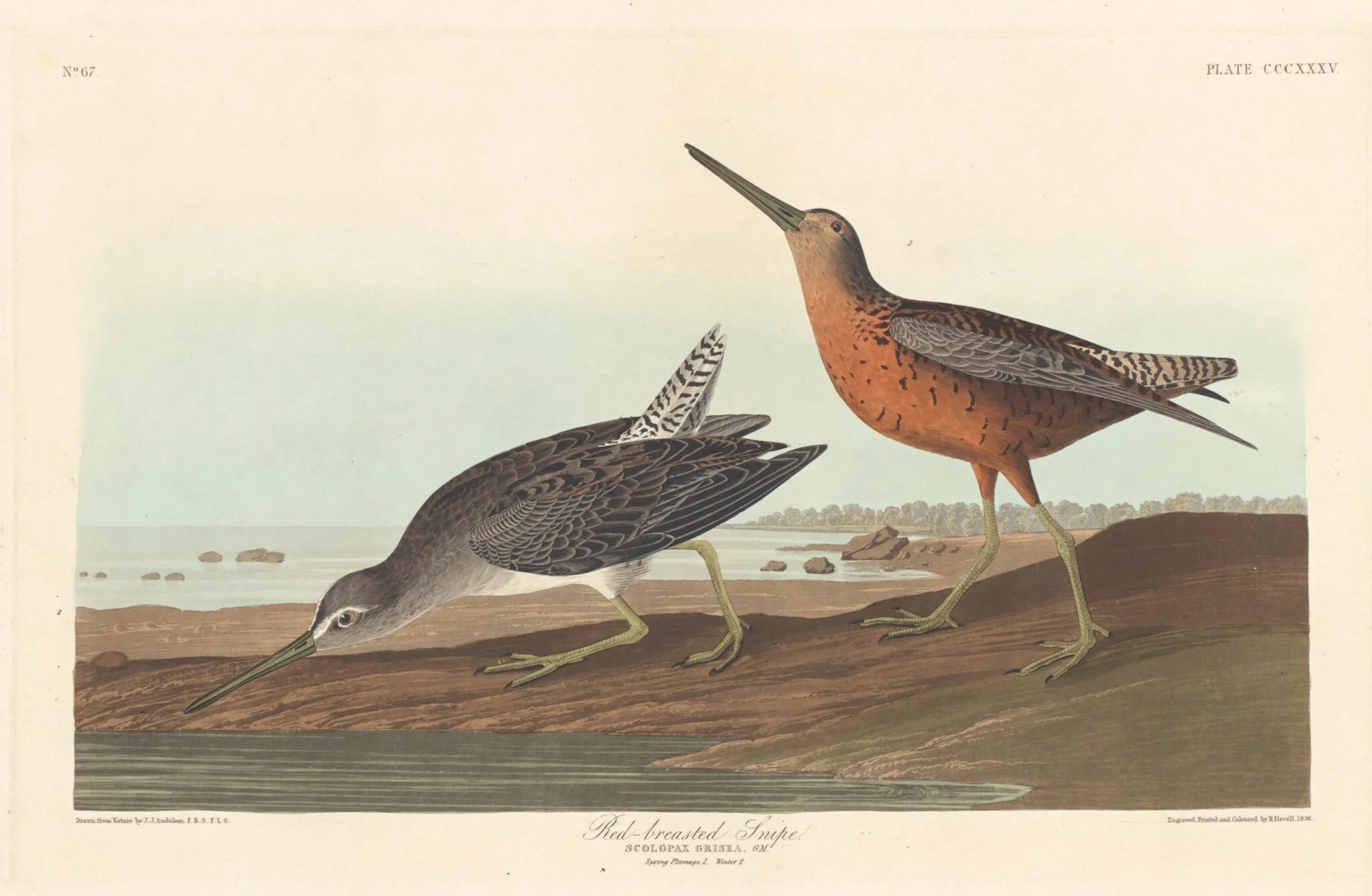 Red-breasted Snipe
