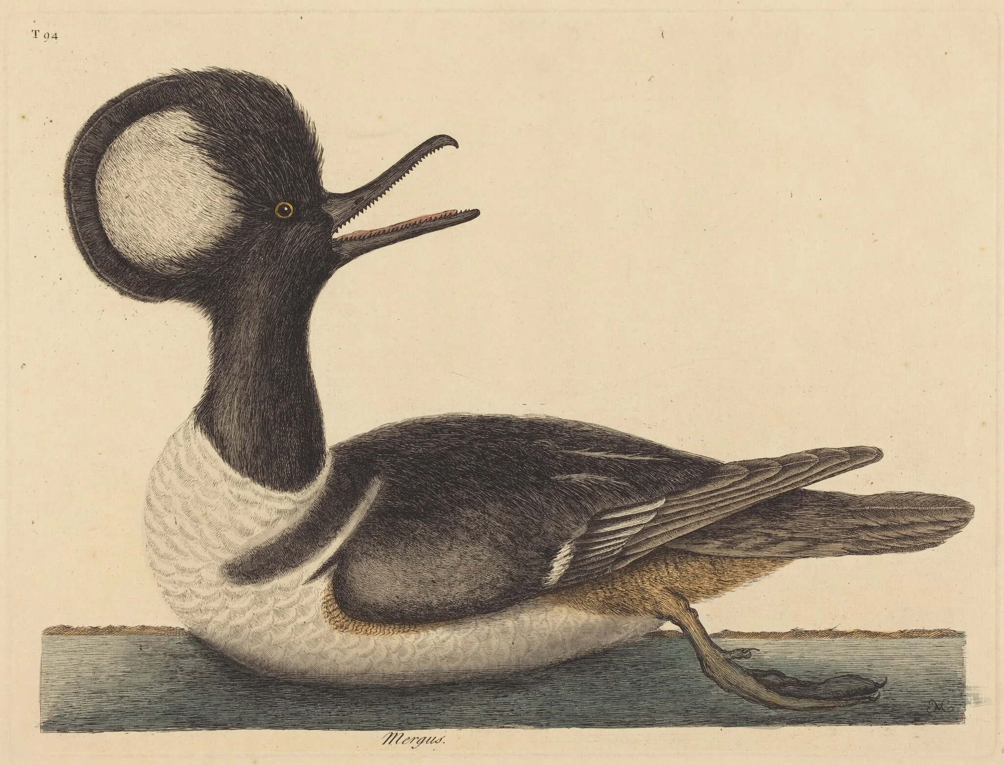 The Round Crested Duck (Mergus cucullatus), by Mark Catesby, ink, 1737