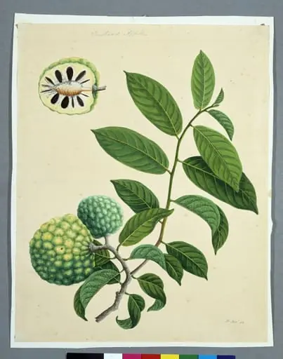 Sugar Apples