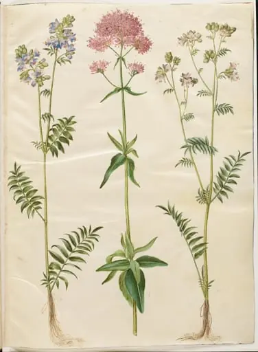 Polemonium caeruleum (almindelig jakobsstige); Centranthus ruber (rød sporebaldrian)