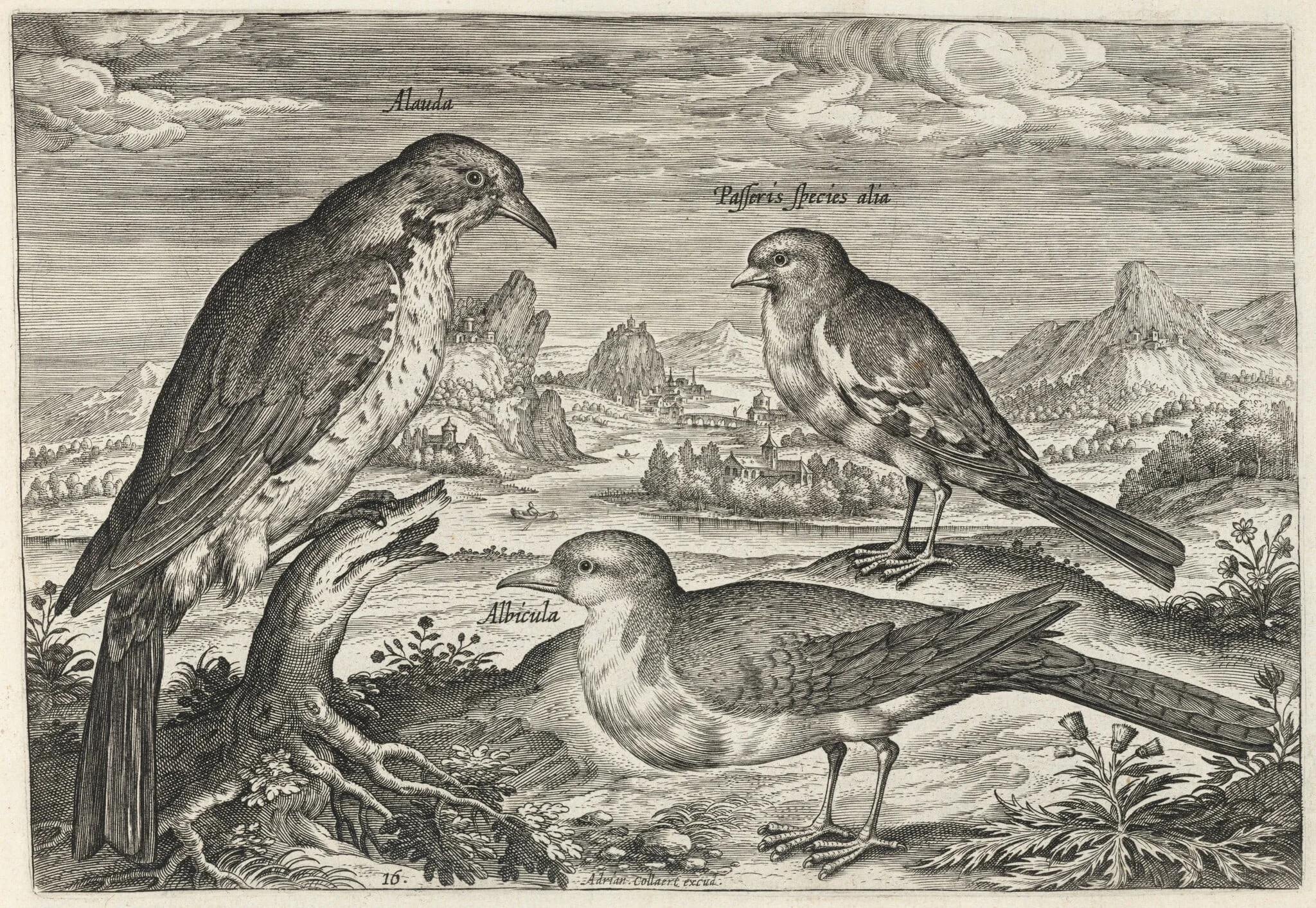 Lark and Two Smaller Birds