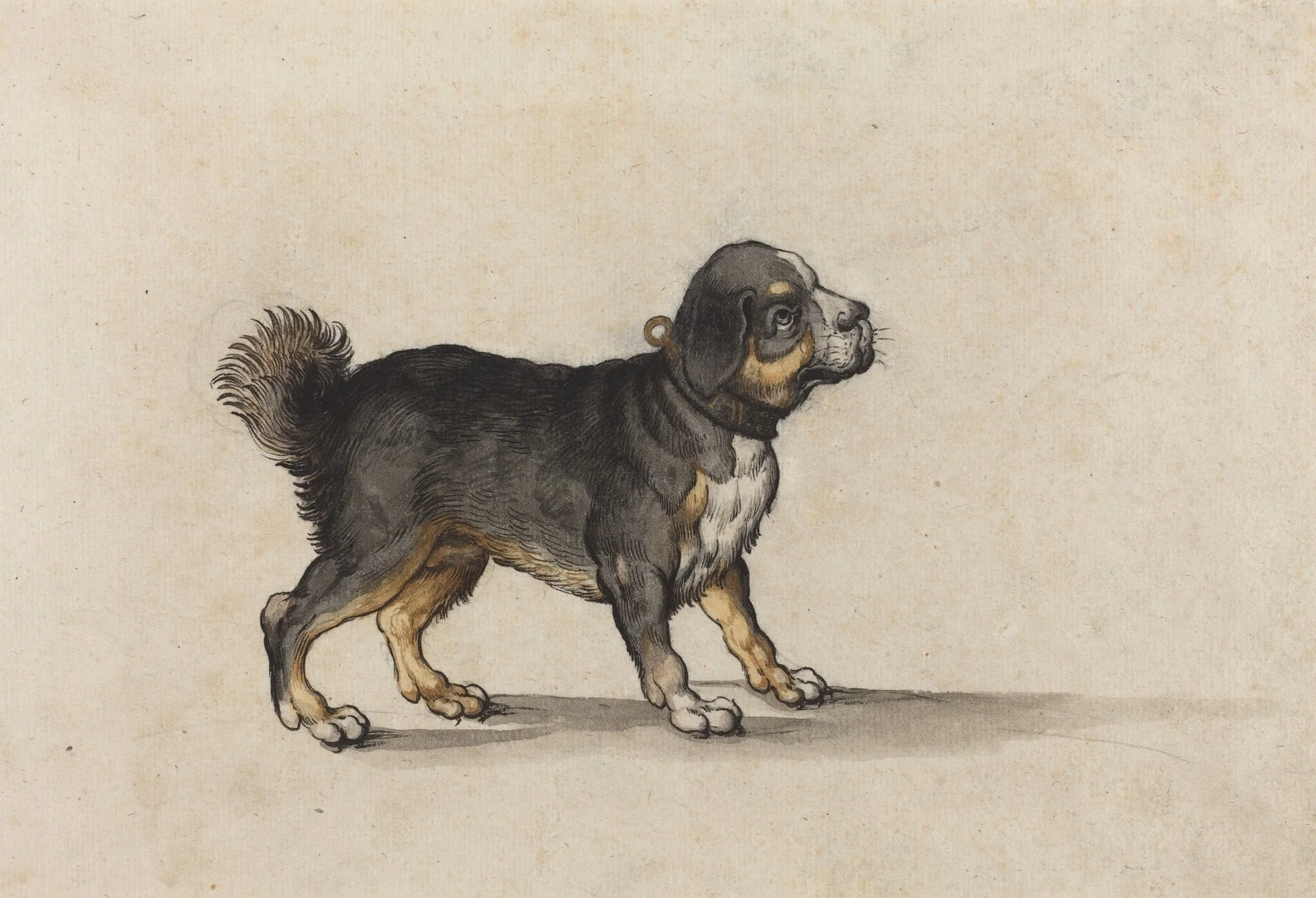 A Mastiff with a Gold-Tooled Collar, by Jakob Walther, ink, 1584