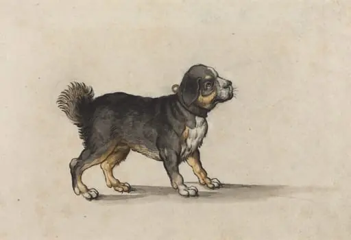 A Mastiff with a Gold-Tooled Collar