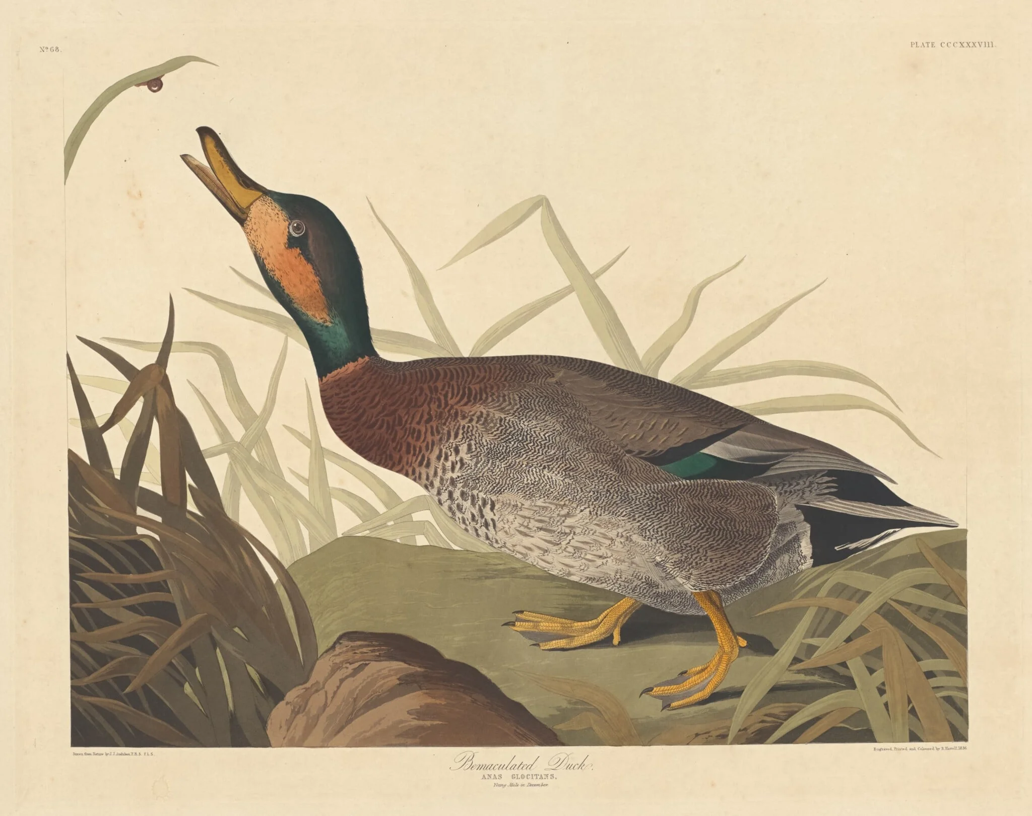 Bemaculated Duck, by Robert Havell Jr., ink, 1836