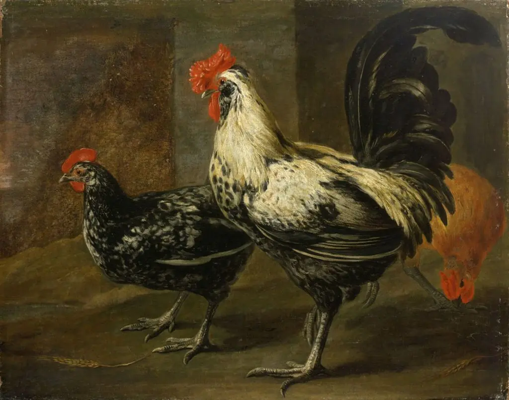 Cockerel and Hens