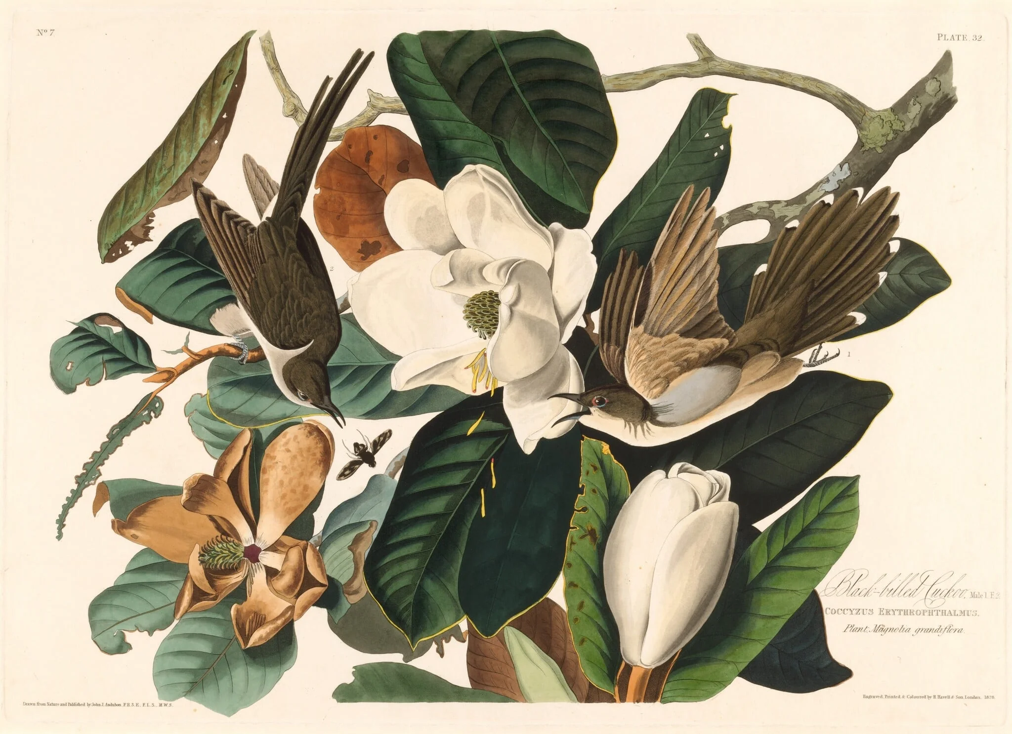 Black-billed Cuckoo, by Robert Havell Jr., ink, 1828
