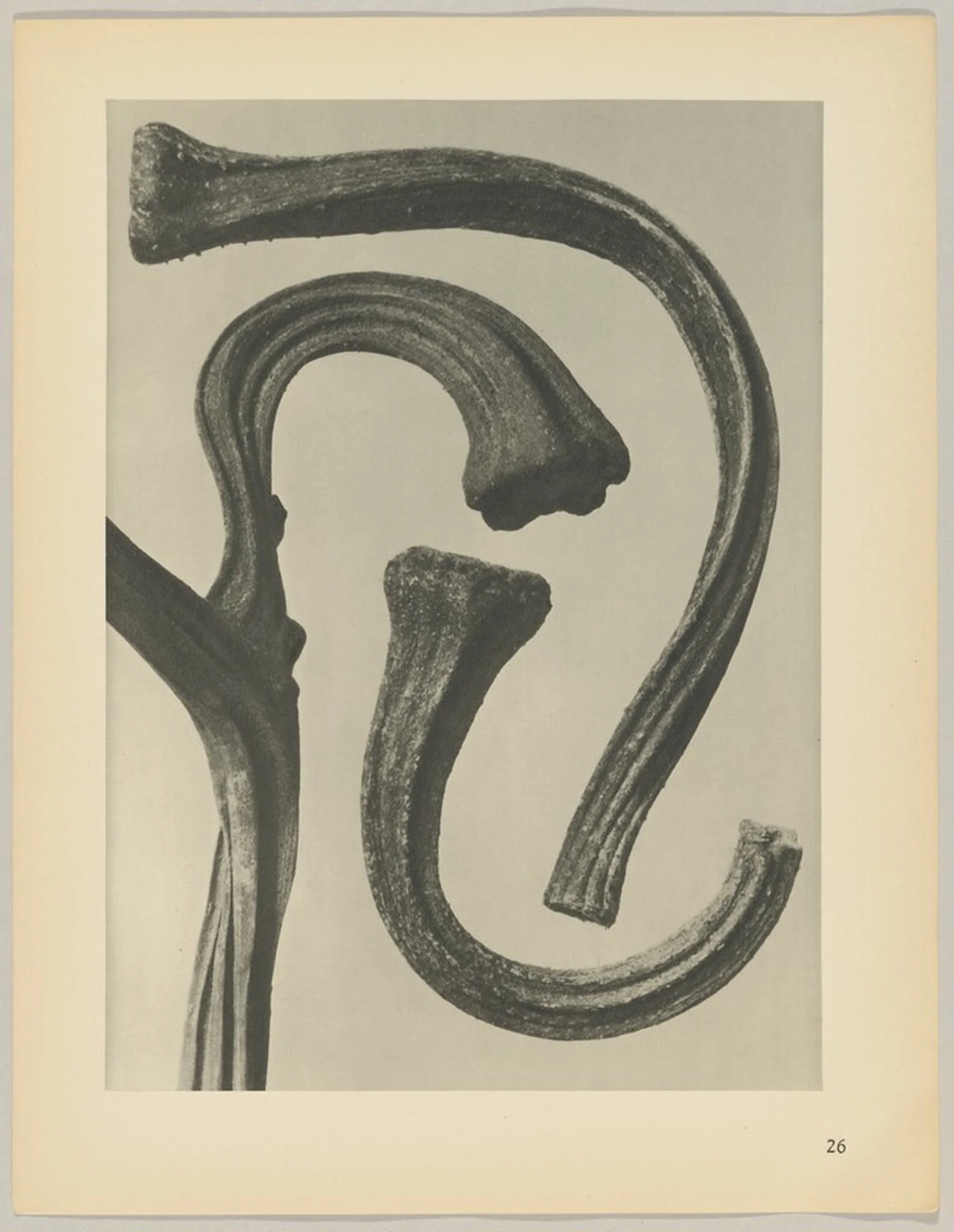 Cucurbita, by Karl Blossfeldt, 1928