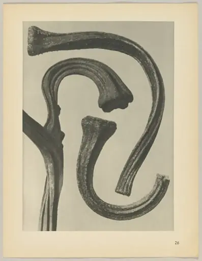 Cucurbita