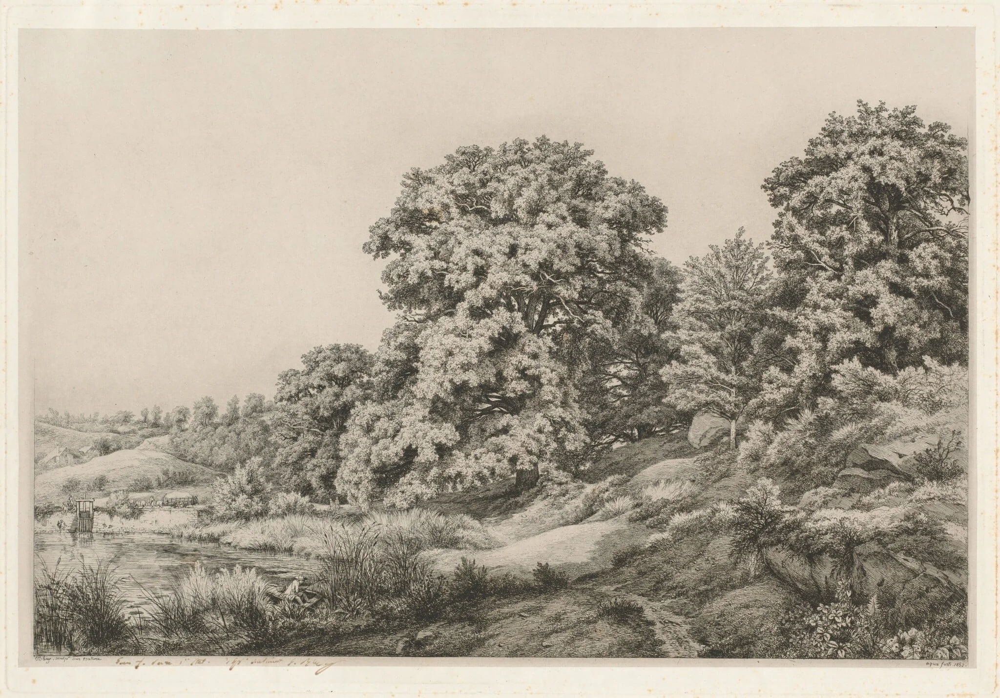 Oaks near a Pond