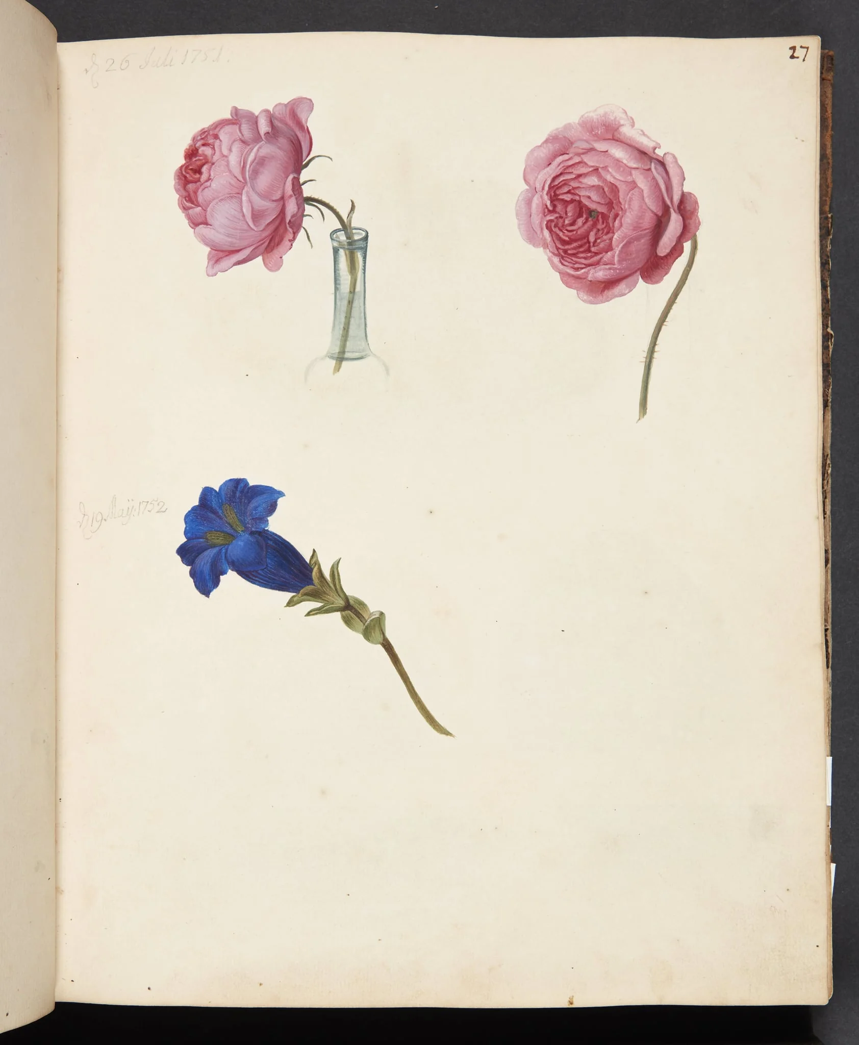 Studie af lyserød rose og blå blomst, by Unknown, unspecified, 1751