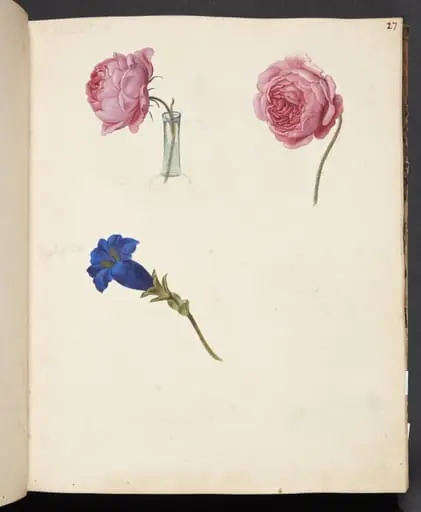 Studie af lyserød rose og blå blomst