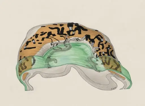 Two somites of a mouse