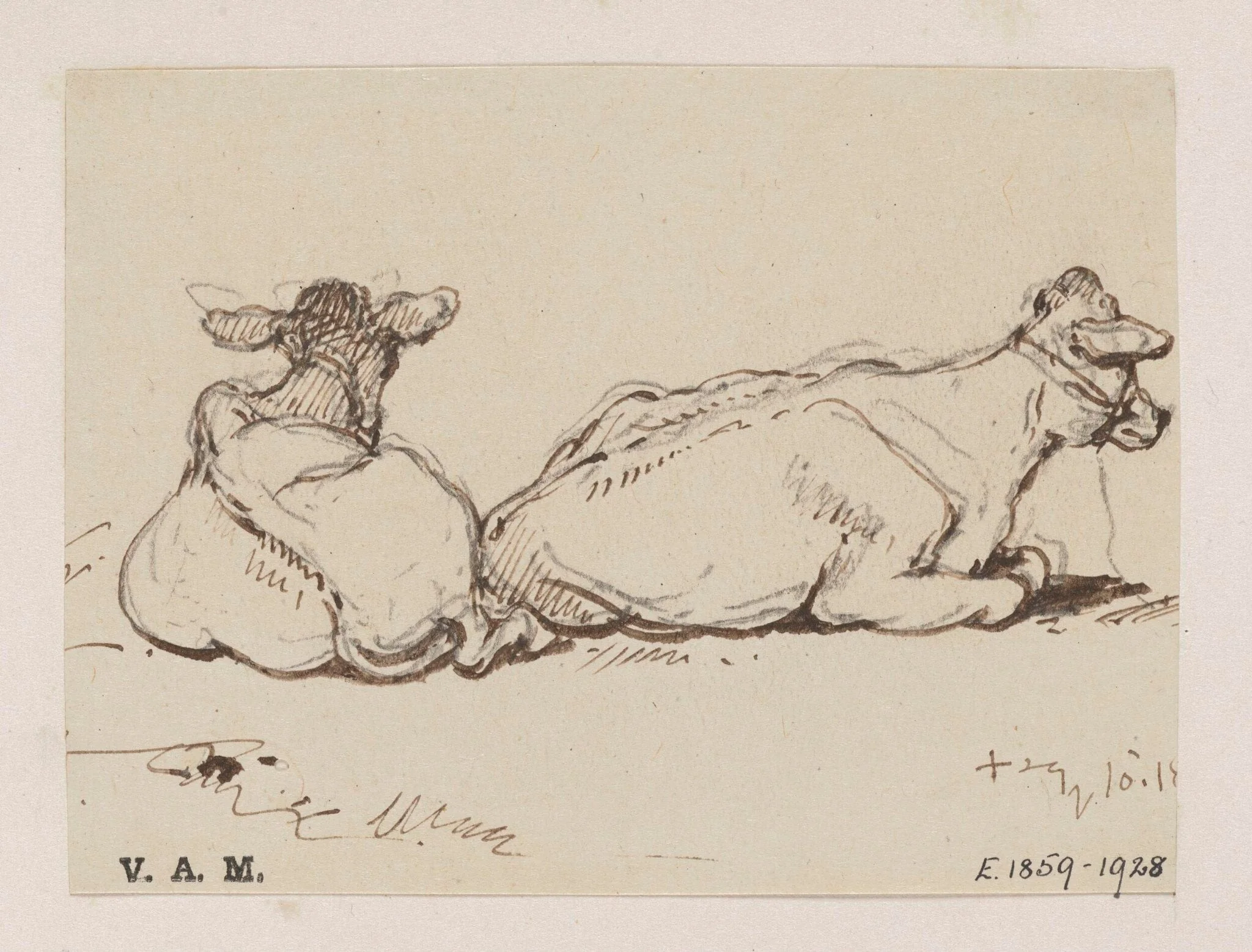 Two cows, by George Chinnery, 10