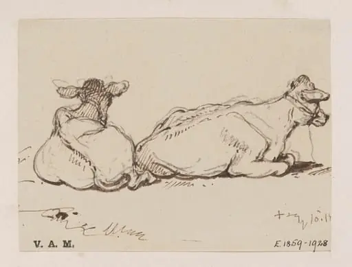 Two cows