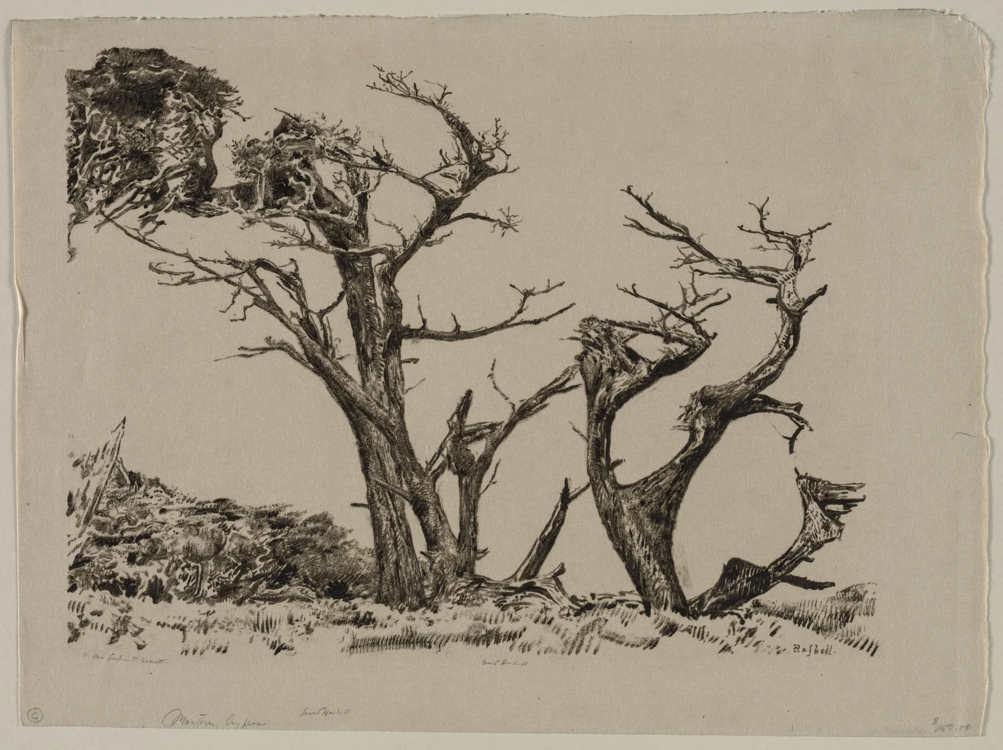 Monterey Cypress