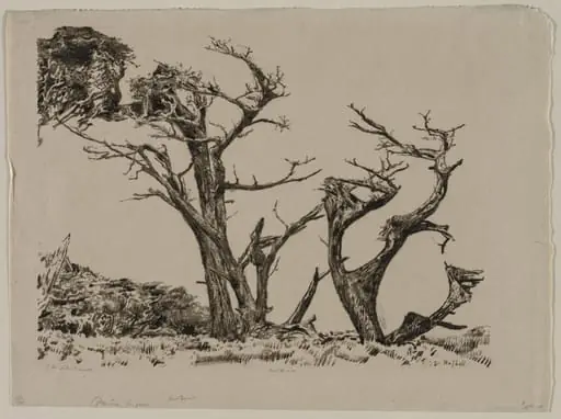 Monterey Cypress