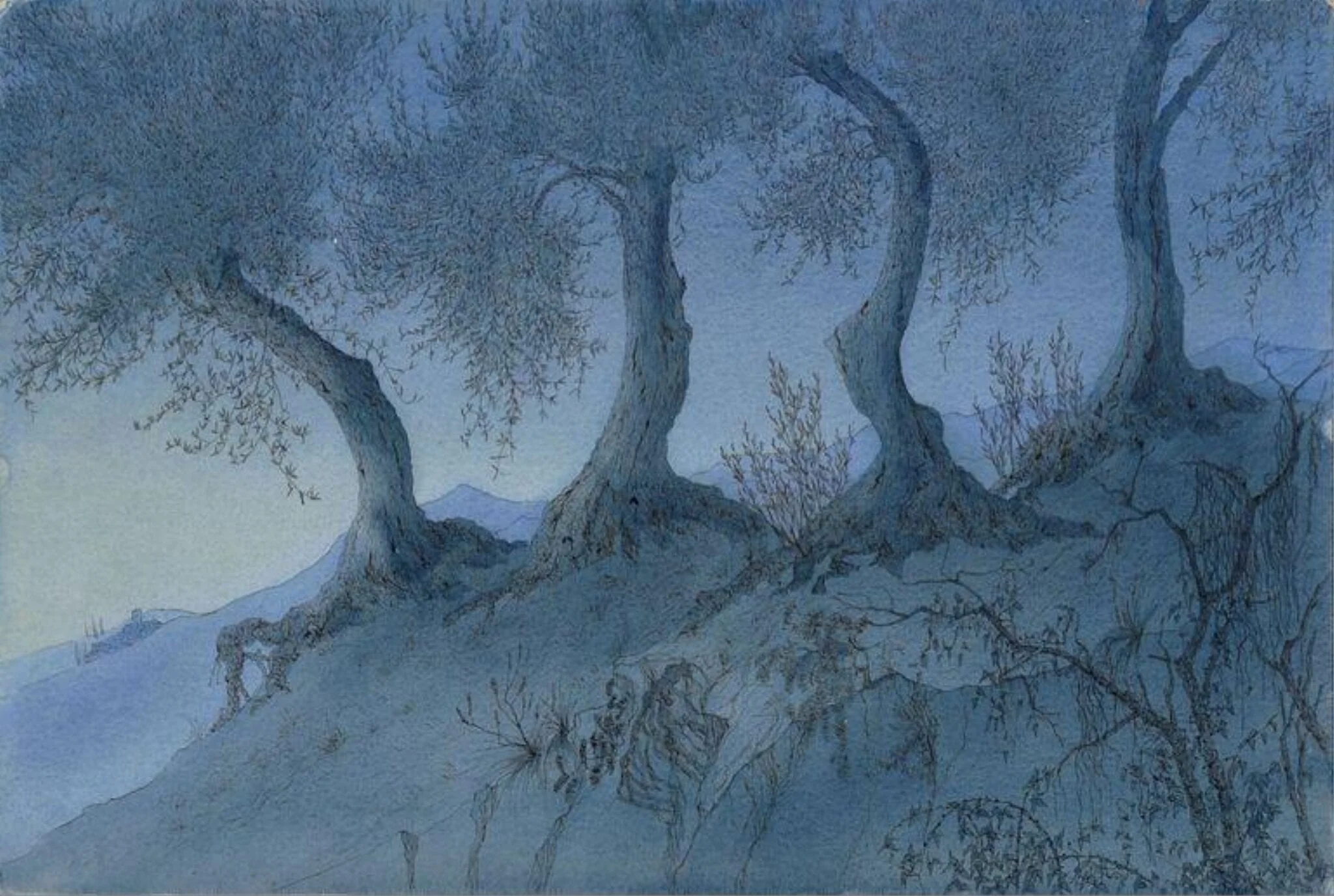 Olive trees at St. François AM, by Morphew, watercolor, 1950
