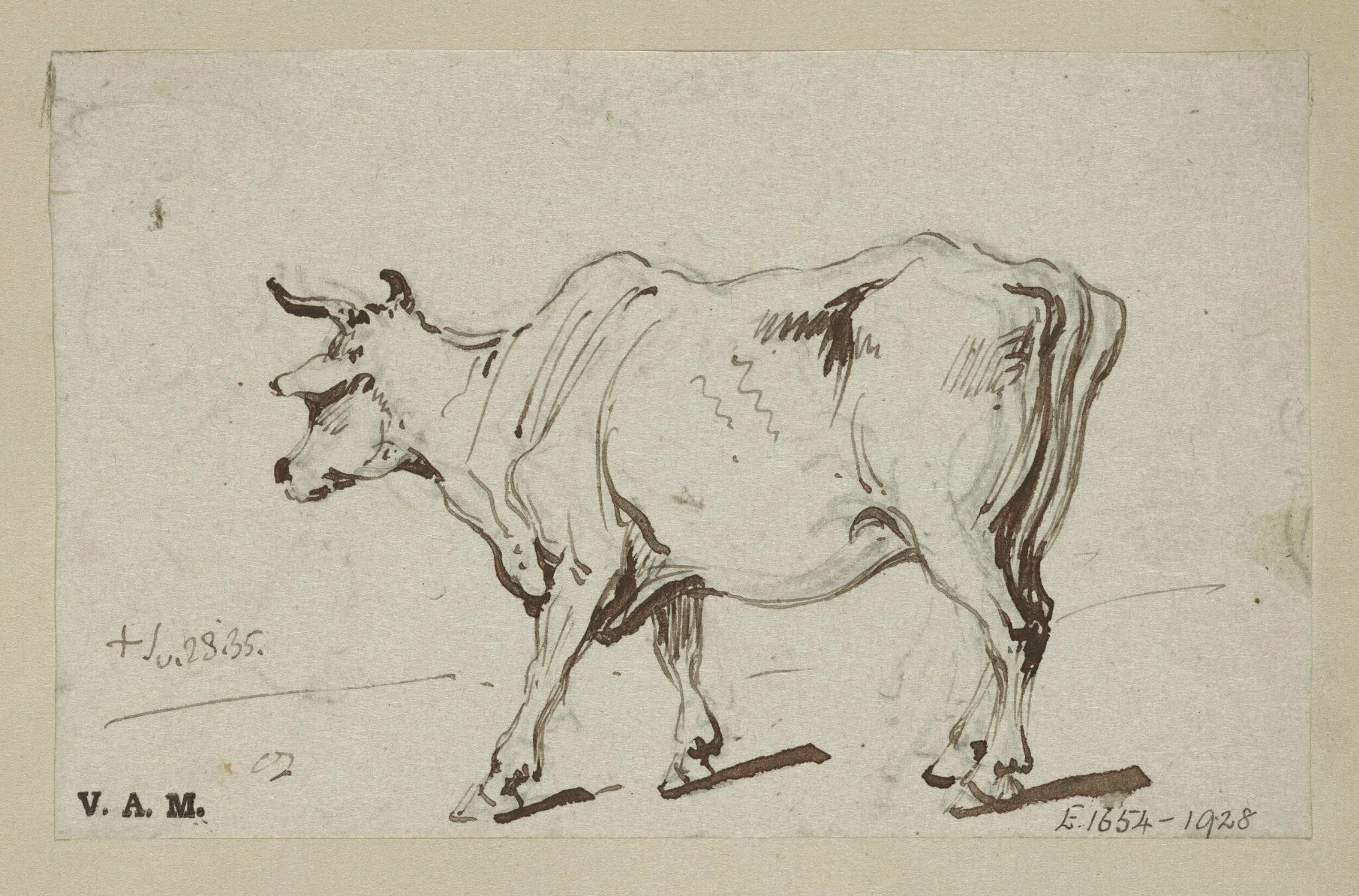 A standing cow