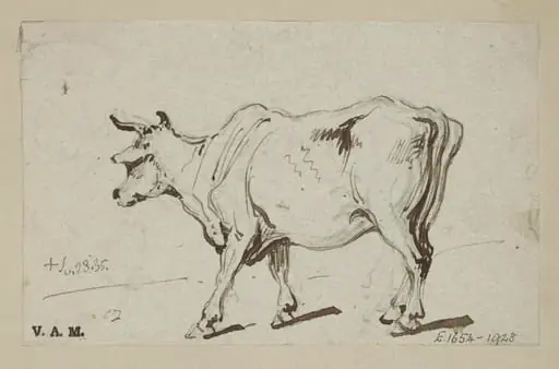 A standing cow