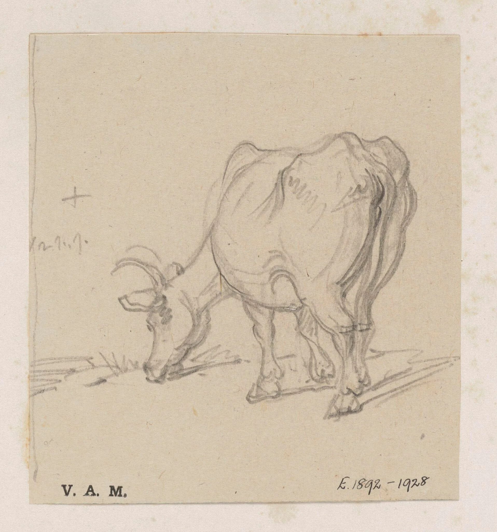 A study of a cow, by George Chinnery, 19
