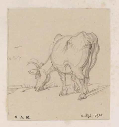 A study of a cow