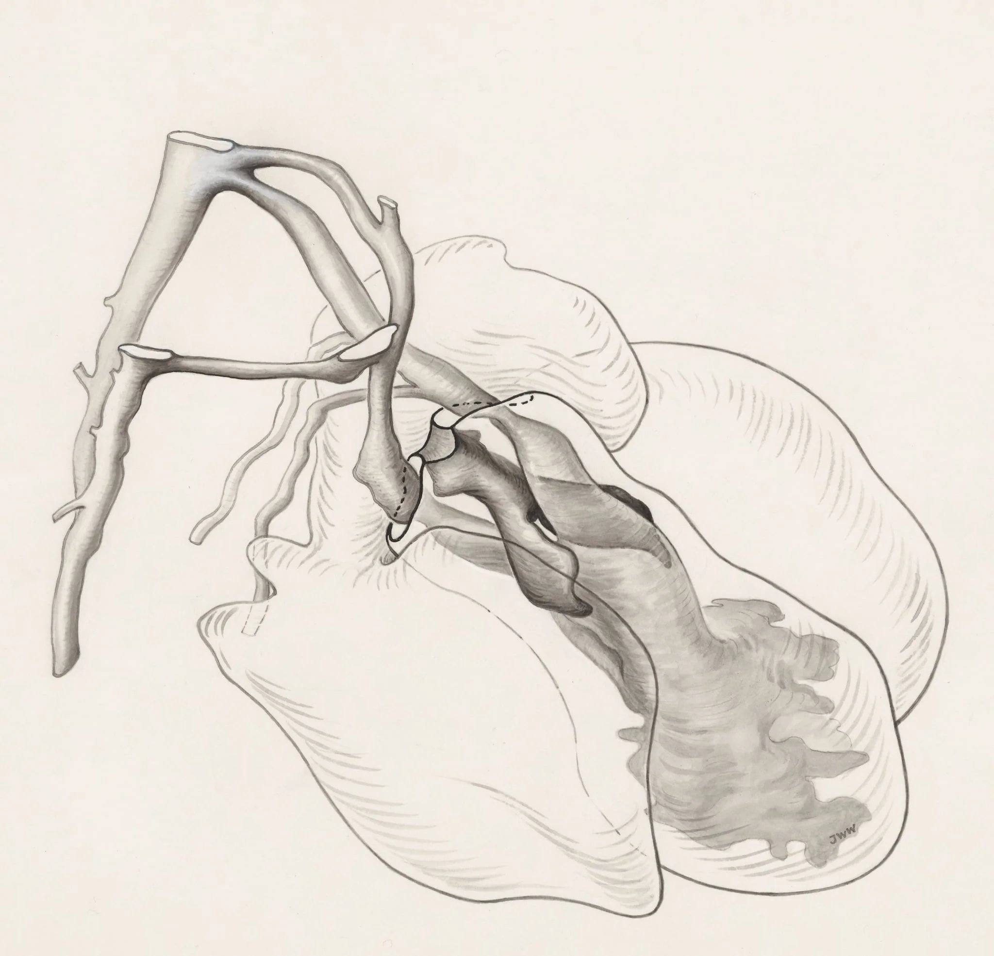 Tissue of the human embryo
