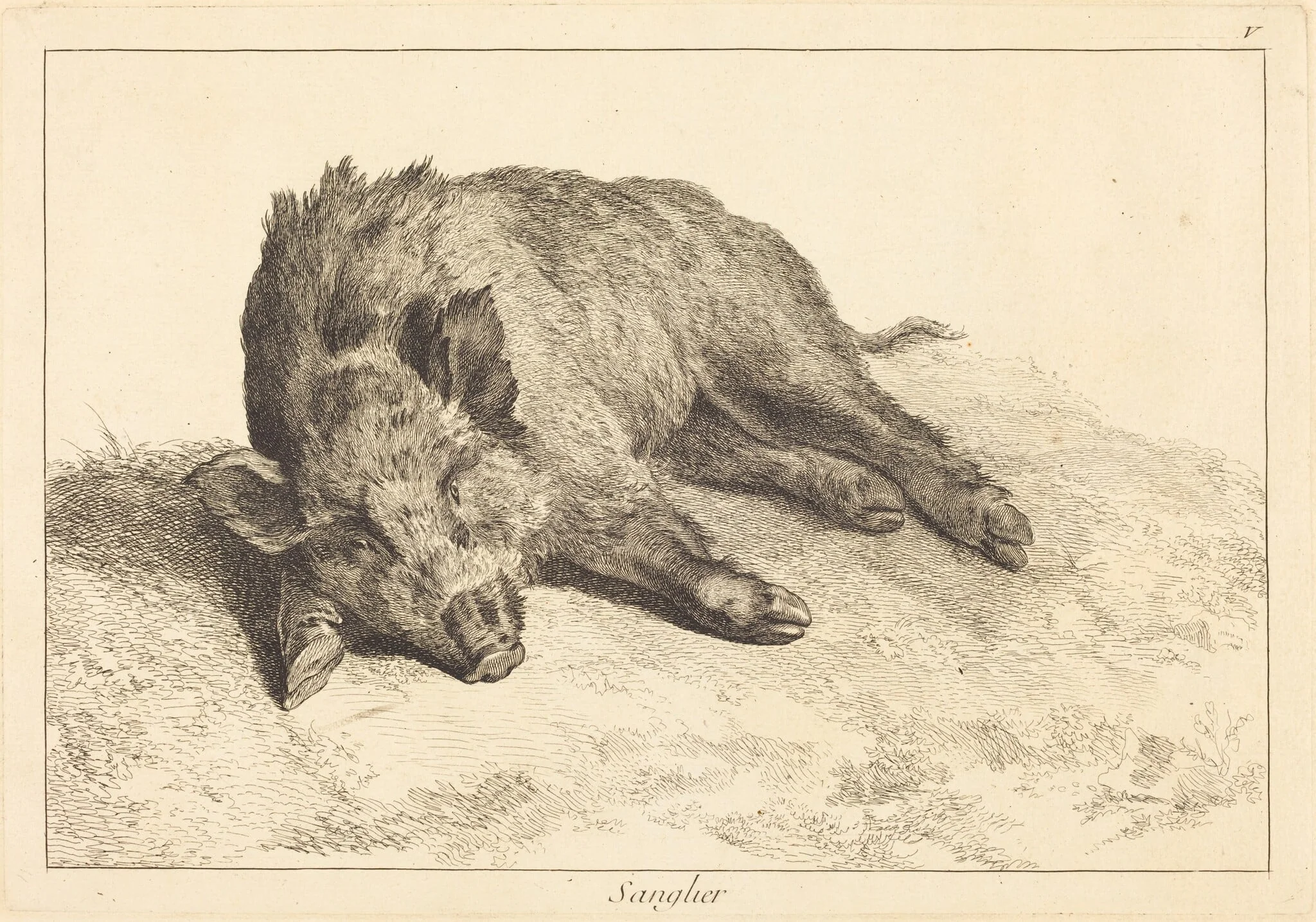 Sanglier (Wild Boar Lying Down, Head to the Left), by Jean Eric Rehn, ink, 1745