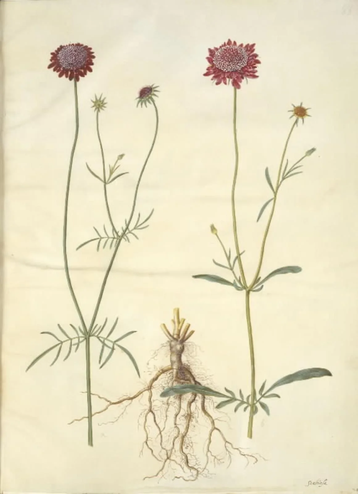 Scabiosa atropurpurea (enkeblomst), by Unknown, unspecified, 1654