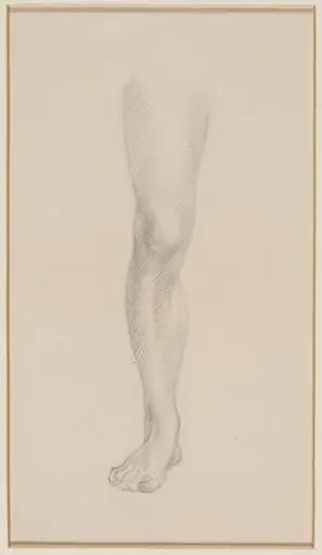 Leg