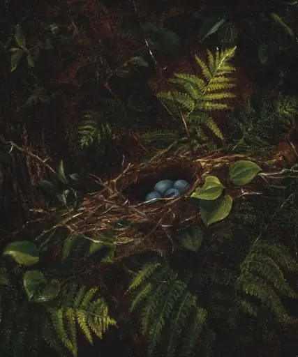 Bird's Nest and Ferns
